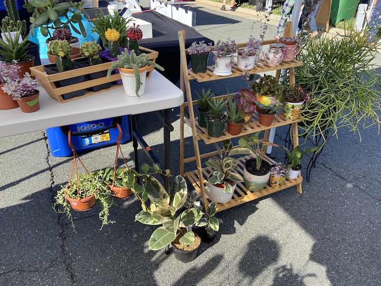 Houseplant Display 2