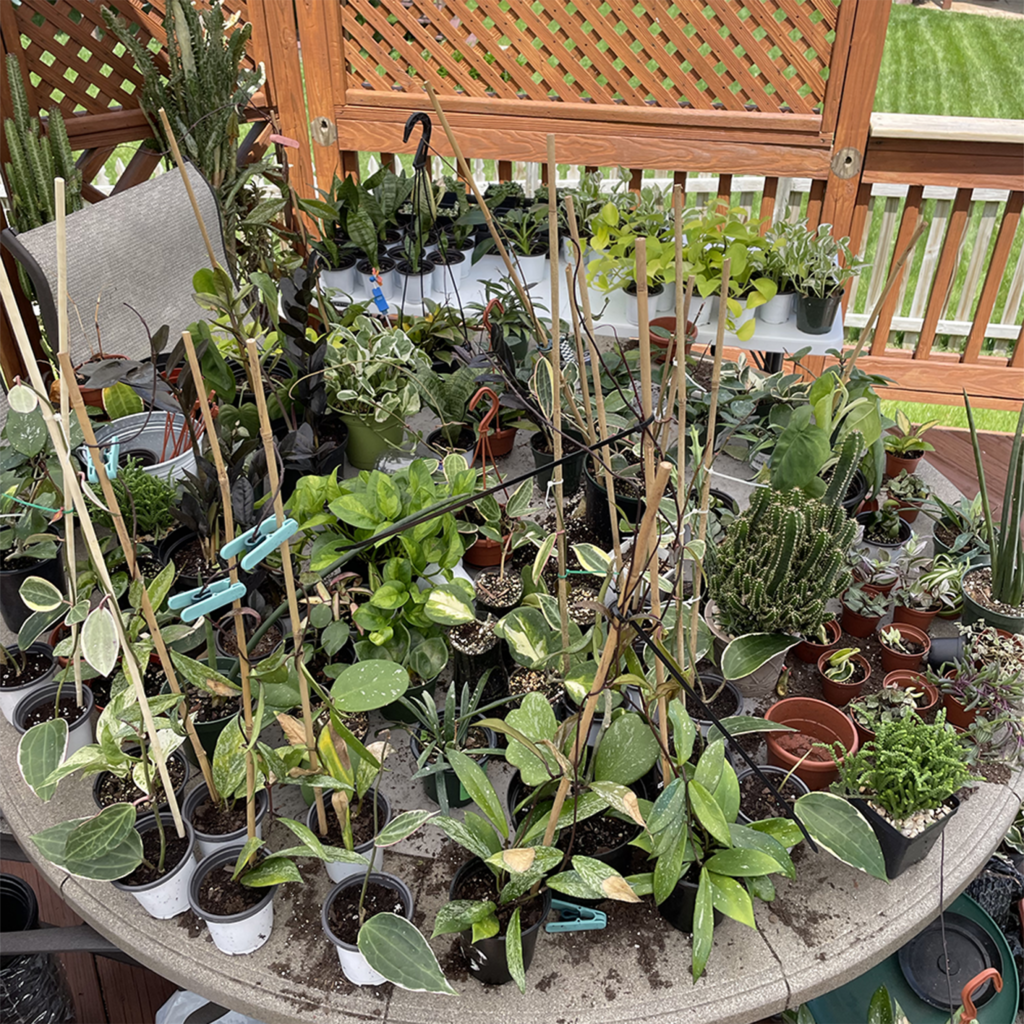House Plant Hoya Table